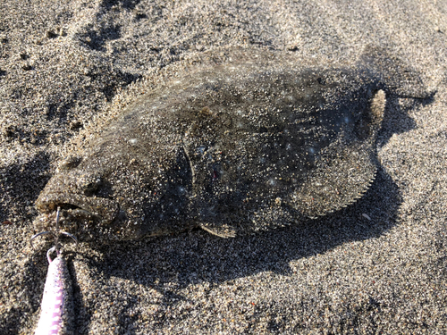 ヒラメの釣果