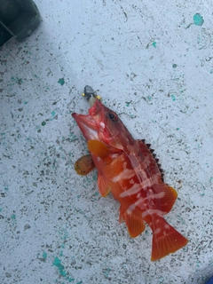 アカハタの釣果