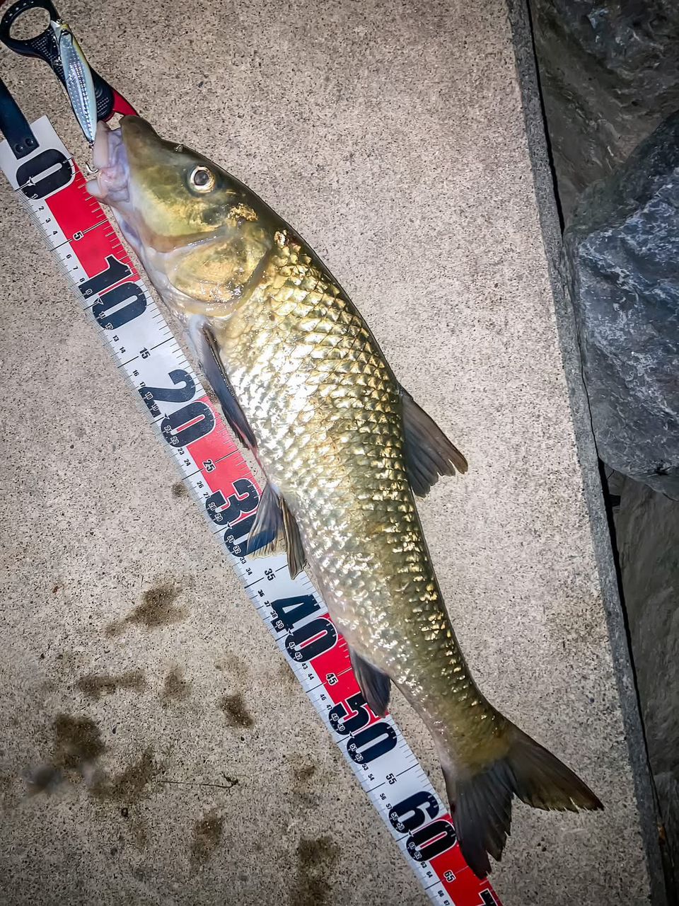 DAIWA 21モアザン ブランジーノ EX AGS 94MLの最安値・インプレ・釣果