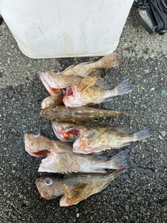 カサゴの釣果