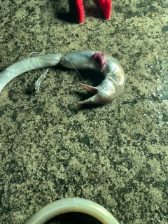 ダイナンウミヘビの釣果