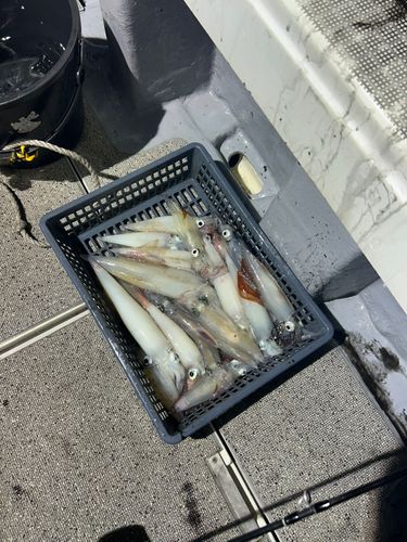 ケンサキイカの釣果