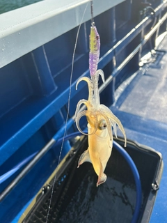 マルイカの釣果