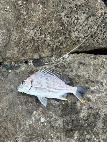 キビレの釣果