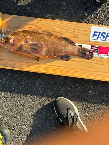 キジハタの釣果