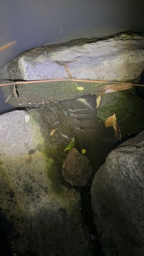 マハゼの釣果