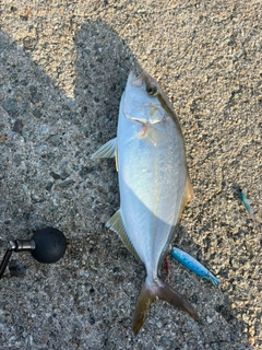 ショゴの釣果
