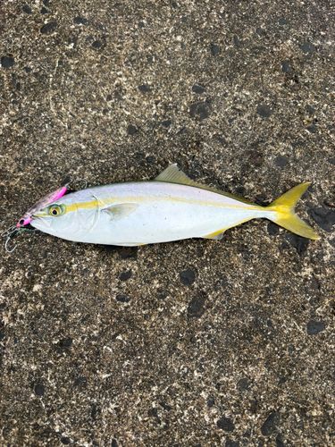 ワカシの釣果