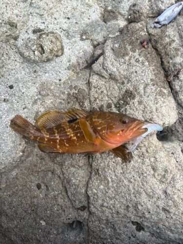 キジハタの釣果
