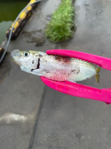 サッパの釣果