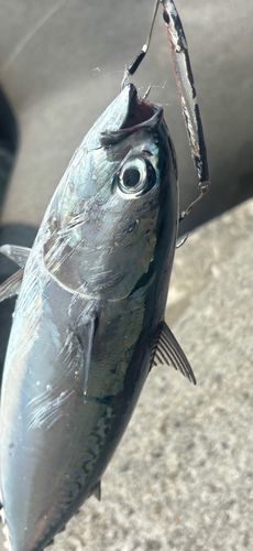 ソウダガツオの釣果