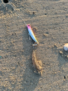マゴチの釣果