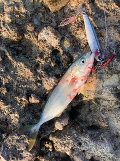 コゾクラの釣果