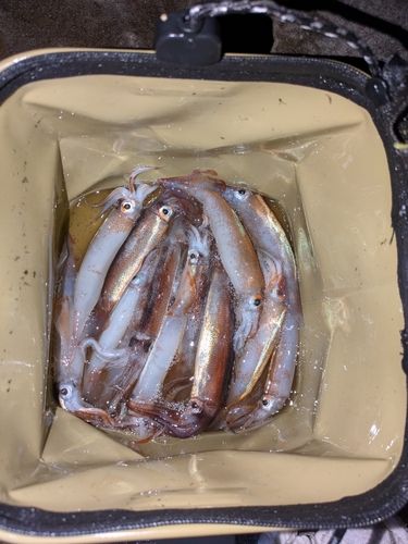 スルメイカの釣果