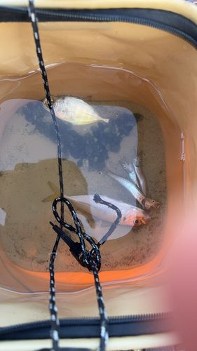 メッキの釣果