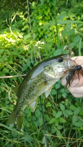 ラージマウスバスの釣果