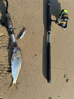 コノシロの釣果