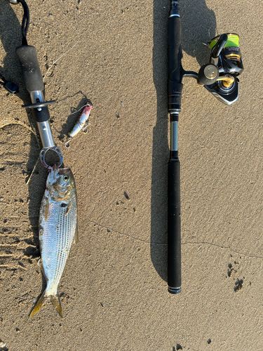 コノシロの釣果