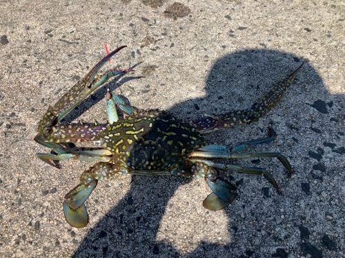 タイワンガザミの釣果