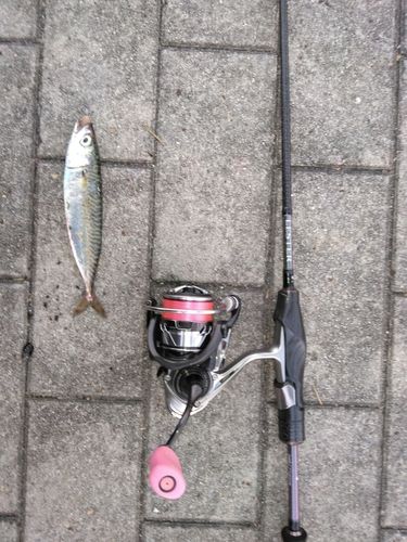 サバの釣果