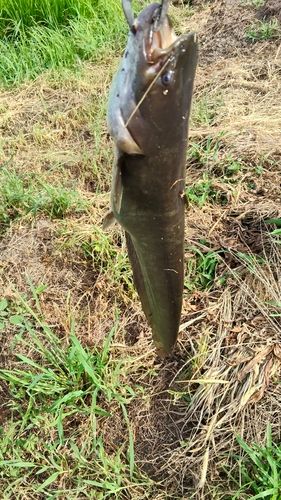 ナマズの釣果
