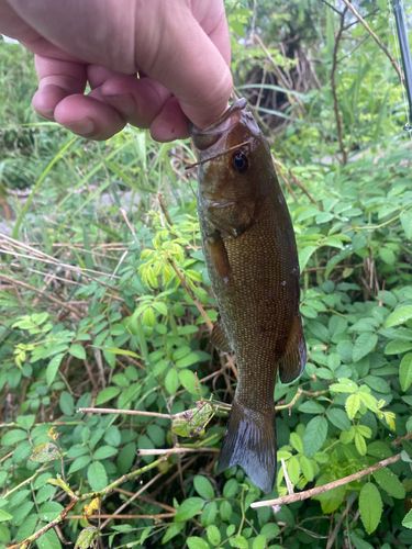 スモールマウスバスの釣果