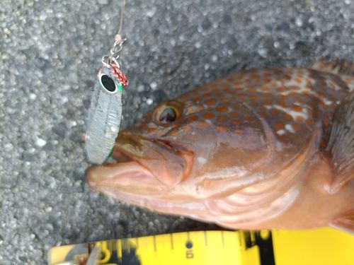 アコウの釣果
