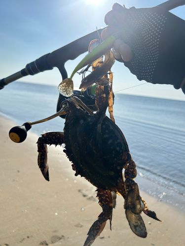 ワタリガニの釣果