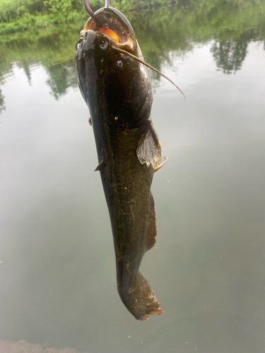 ナマズの釣果
