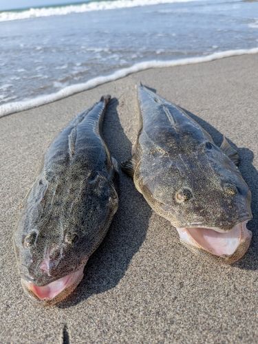 マゴチの釣果