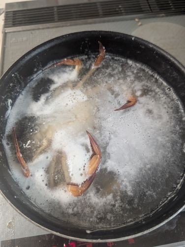 イシガニの釣果