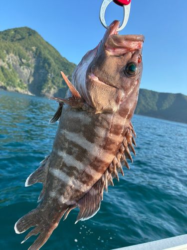 マハタの釣果