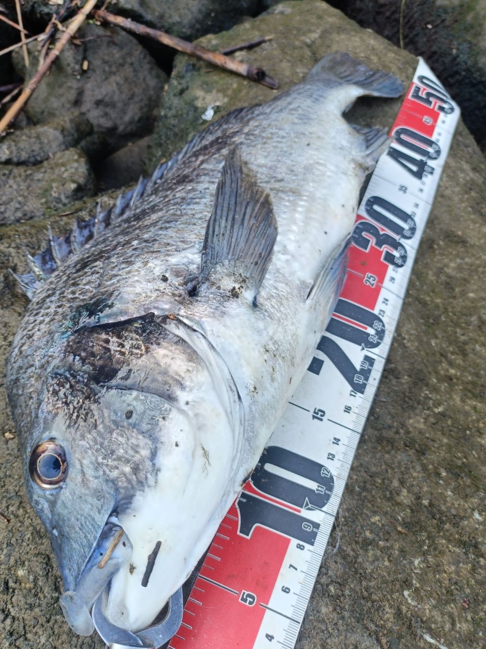 DAIWA 19ラテオ R 100MLの最安値・インプレ・釣果 | 本音の口コミが