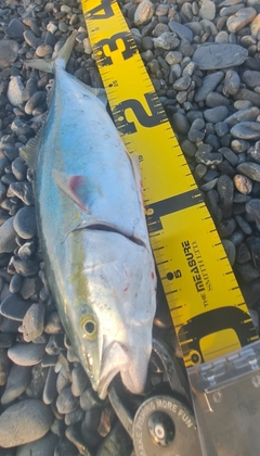ワカシの釣果