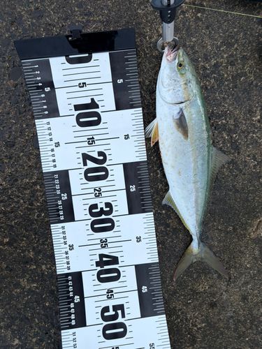 イナダの釣果