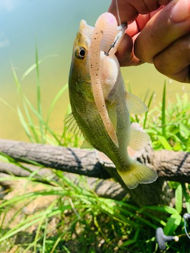 ラージマウスバスの釣果