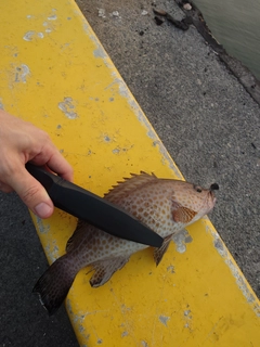 オオモンハタの釣果
