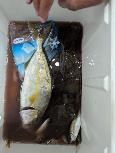 ショゴの釣果