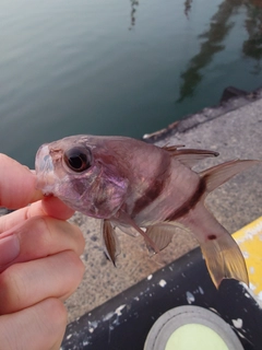 ヨコスジイシモチの釣果