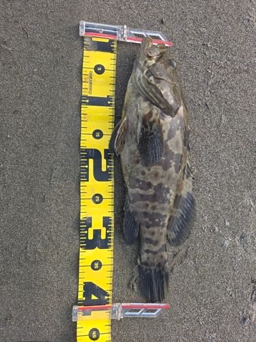 チャイロマルハタの釣果