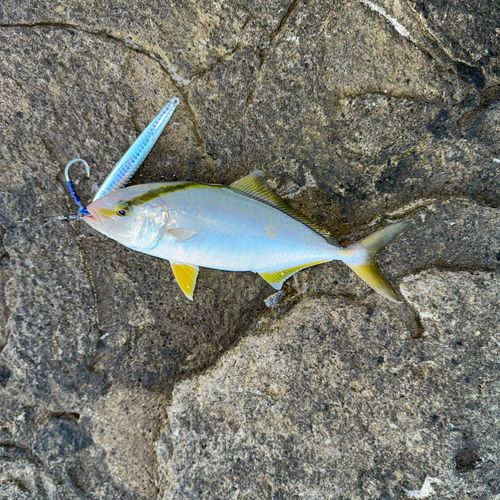 ネリゴの釣果