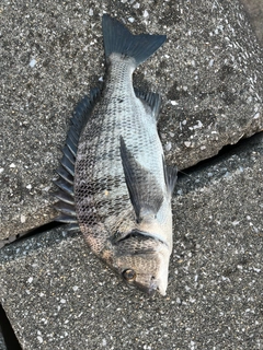 クロダイの釣果