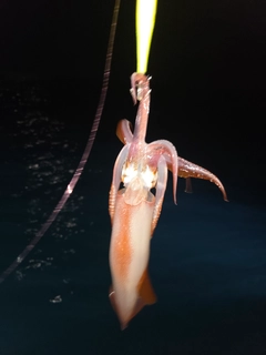 ケンサキイカの釣果