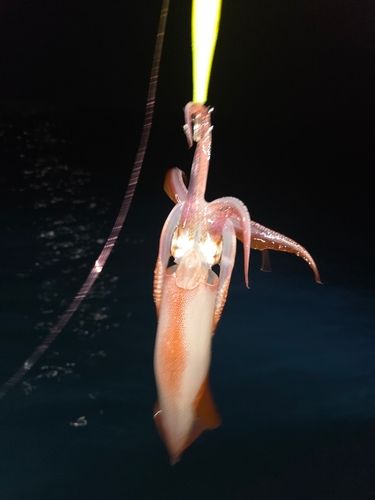 ケンサキイカの釣果