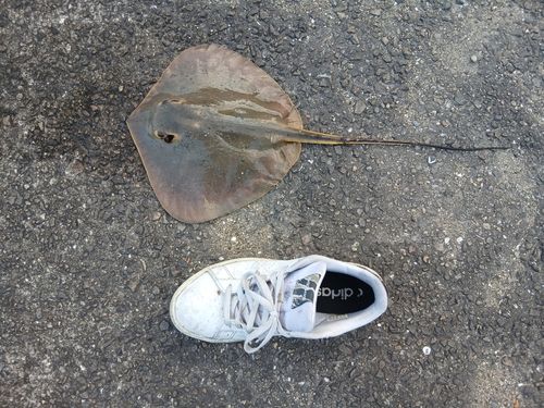 アカエイの釣果