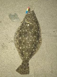 ヒラメの釣果