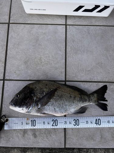 チヌの釣果