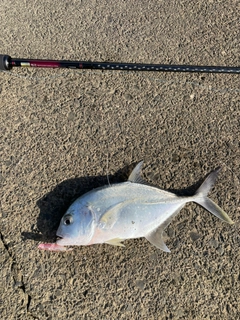 ロウニンアジの釣果