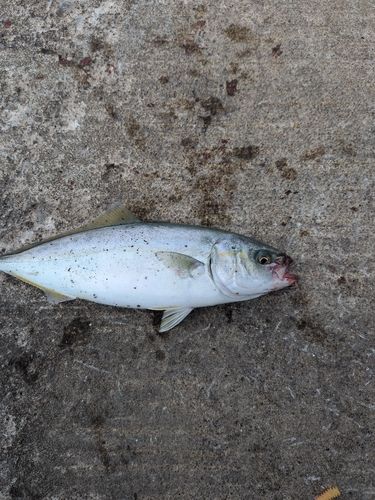イナダの釣果