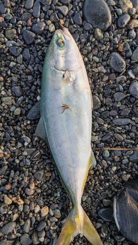 ワカシの釣果